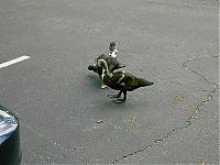 TopRq.com search results: ducks on park spaces