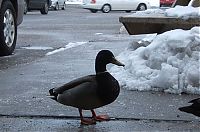 Fauna & Flora: ducks on park spaces