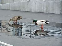 Fauna & Flora: ducks on park spaces