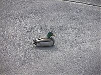 Fauna & Flora: ducks on park spaces