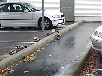 TopRq.com search results: ducks on park spaces