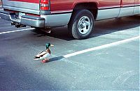 TopRq.com search results: ducks on park spaces