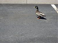 Fauna & Flora: ducks on park spaces