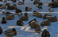 Fauna & Flora: ducks on park spaces