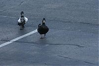 Fauna & Flora: ducks on park spaces