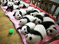 Fauna & Flora: Giant pandas at Sichuan Sanctuaries, China