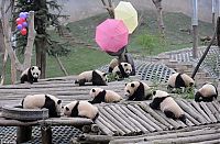 TopRq.com search results: Giant pandas at Sichuan Sanctuaries, China