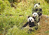 Fauna & Flora: Giant pandas at Sichuan Sanctuaries, China