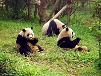 Fauna & Flora: Giant pandas at Sichuan Sanctuaries, China