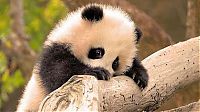 TopRq.com search results: Giant pandas at Sichuan Sanctuaries, China