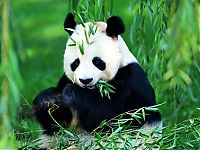 TopRq.com search results: Giant pandas at Sichuan Sanctuaries, China