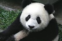 TopRq.com search results: Giant pandas at Sichuan Sanctuaries, China