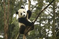 TopRq.com search results: Giant pandas at Sichuan Sanctuaries, China