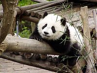 Fauna & Flora: Giant pandas at Sichuan Sanctuaries, China