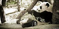 Fauna & Flora: Giant pandas at Sichuan Sanctuaries, China