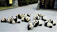 Fauna & Flora: Giant pandas at Sichuan Sanctuaries, China