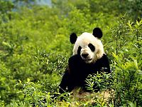 TopRq.com search results: Giant pandas at Sichuan Sanctuaries, China