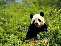 Fauna & Flora: Giant pandas at Sichuan Sanctuaries, China