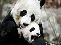 Fauna & Flora: Giant pandas at Sichuan Sanctuaries, China