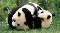 TopRq.com search results: Giant pandas at Sichuan Sanctuaries, China