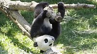 Fauna & Flora: Giant pandas at Sichuan Sanctuaries, China