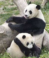 Fauna & Flora: Giant pandas at Sichuan Sanctuaries, China