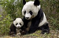 Fauna & Flora: Giant pandas at Sichuan Sanctuaries, China