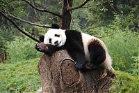 TopRq.com search results: Giant pandas at Sichuan Sanctuaries, China