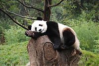 Fauna & Flora: Giant pandas at Sichuan Sanctuaries, China