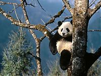 Fauna & Flora: Giant pandas at Sichuan Sanctuaries, China