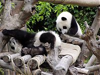 Fauna & Flora: Giant pandas at Sichuan Sanctuaries, China