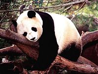 TopRq.com search results: Giant pandas at Sichuan Sanctuaries, China