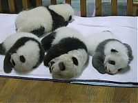 Fauna & Flora: Giant pandas at Sichuan Sanctuaries, China