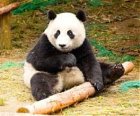 Fauna & Flora: Giant pandas at Sichuan Sanctuaries, China