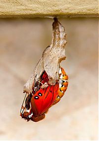 Fauna & Flora: the birth of a butterfly