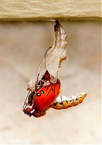 Fauna & Flora: the birth of a butterfly