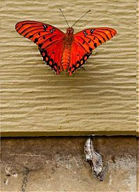 Fauna & Flora: the birth of a butterfly