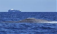 Fauna & Flora: Blue whale killed by a ship near Sri Lanka, Indian Ocean