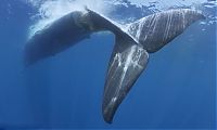 Fauna & Flora: Blue whale killed by a ship near Sri Lanka, Indian Ocean