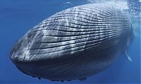TopRq.com search results: Blue whale killed by a ship near Sri Lanka, Indian Ocean