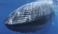 Blue whale killed by a ship near Sri Lanka, Indian Ocean