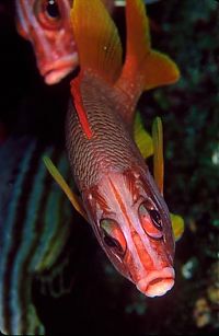 sea life creature