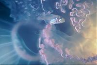 sea life creature