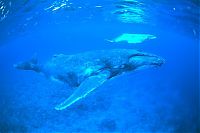 sea life creature