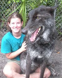 TopRq.com search results: yuki pet wolf
