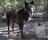 Fauna & Flora: yuki pet wolf