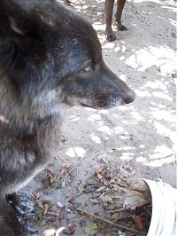TopRq.com search results: yuki pet wolf