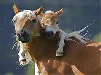 animal family