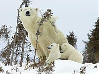 animal family