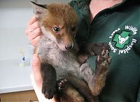 fox rescued from mud